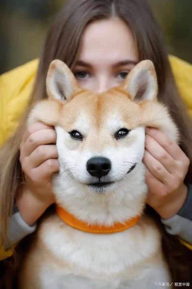 抗寒有优势但这些细节不能漏！pg试玩柴犬